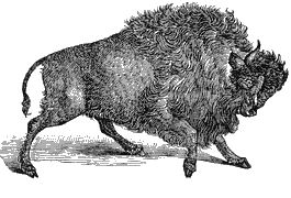 bison