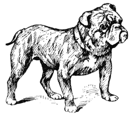 Bulldog