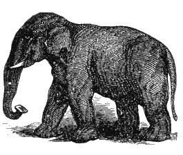 elephant