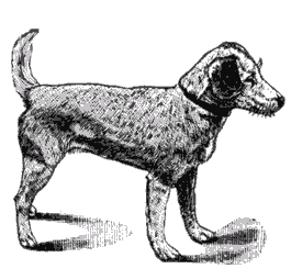 Foxterrier