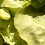 lettuce (salad)