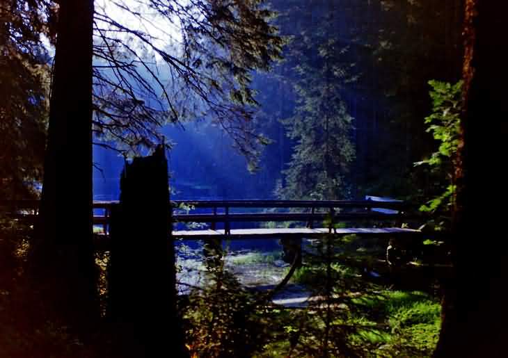 Sleeping in the middle of the forest at a lake.