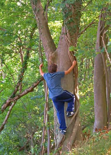 Tree climbing