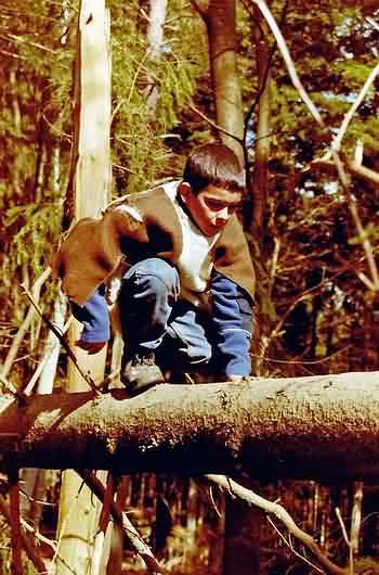 Tree climbing